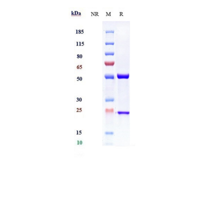 SDS-PAGE - Anti-IL-13 Antibody [GSK 679586] - Low endotoxin, Azide free (A324073) - Antibodies.com