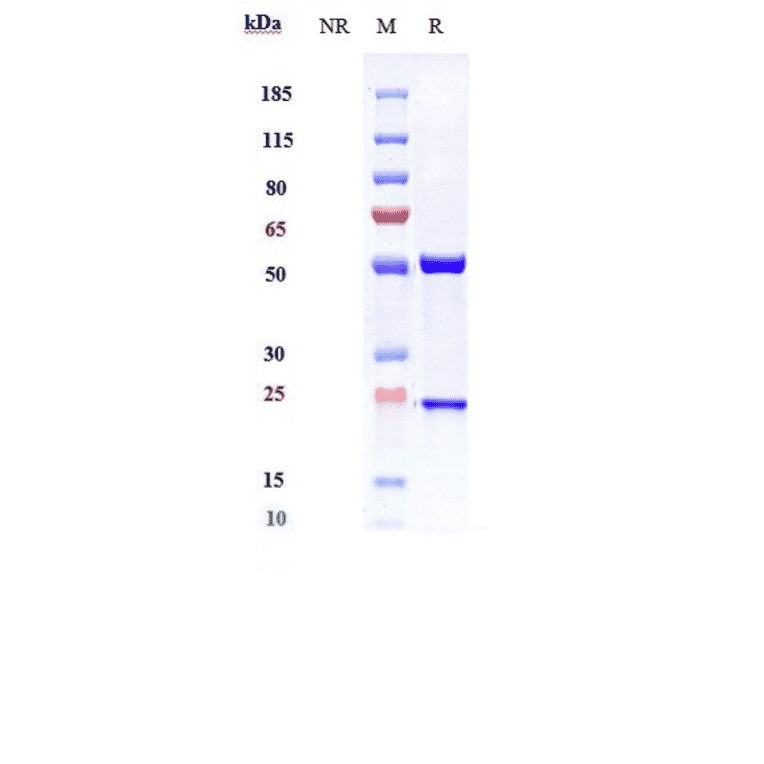 SDS-PAGE - Anti-IL-13 Antibody [GSK 679586] - Low endotoxin, Azide free (A324073) - Antibodies.com