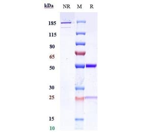 SDS-PAGE - Anti-IL-13 Antibody [CNTO 607] - Low endotoxin, Azide free (A324074) - Antibodies.com