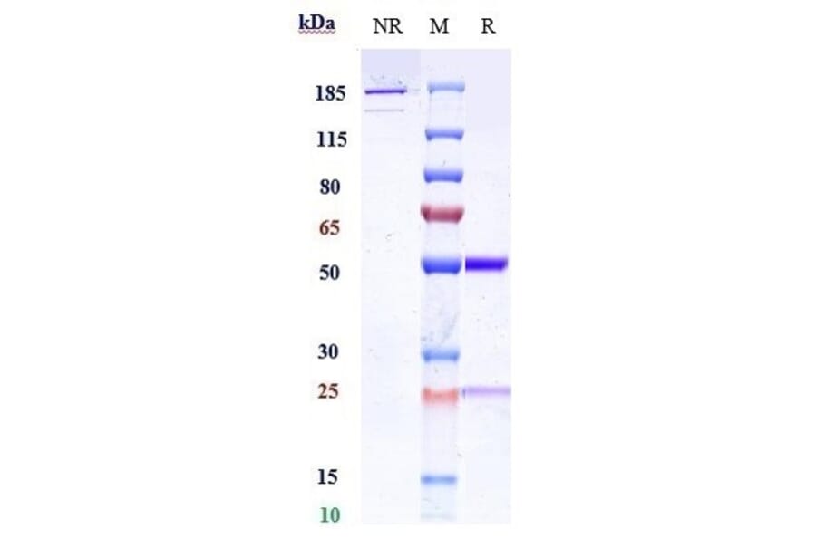 SDS-PAGE - Anti-IL-13 Antibody [CNTO 607] - Low endotoxin, Azide free (A324074) - Antibodies.com