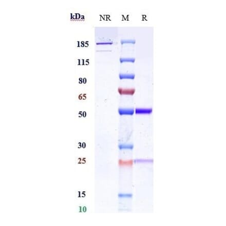 SDS-PAGE - Anti-IL-13 Antibody [CNTO 607] - Low endotoxin, Azide free (A324074) - Antibodies.com