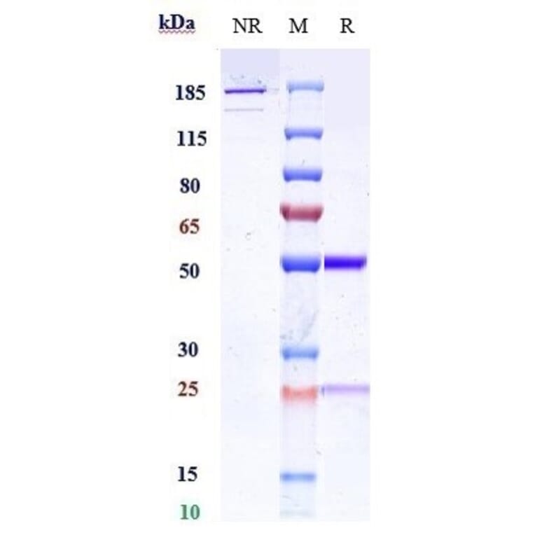 SDS-PAGE - Anti-IL-13 Antibody [CNTO 607] - Low endotoxin, Azide free (A324074) - Antibodies.com