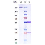 SDS-PAGE - Anti-IL-13 Antibody [CNTO 607] - Low endotoxin, Azide free (A324074) - Antibodies.com