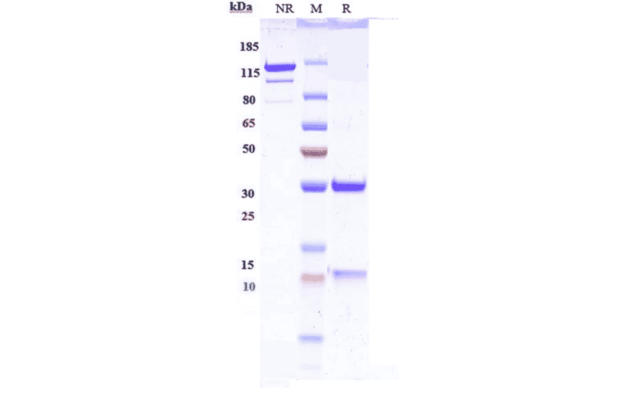 SDS-PAGE - Anti-IL-13 Antibody [H2L6] - Low endotoxin, Azide free (A324075) - Antibodies.com