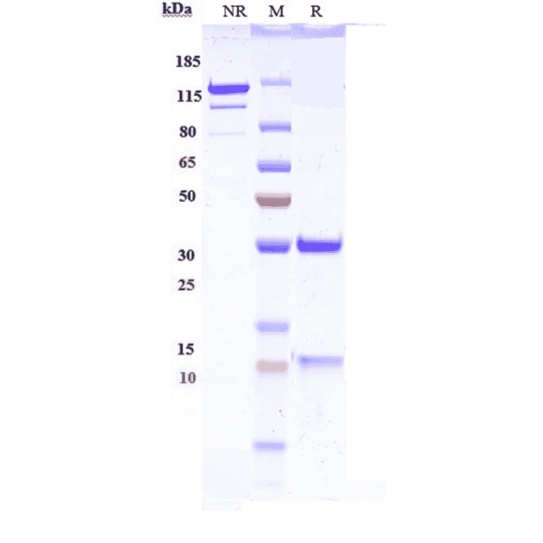 SDS-PAGE - Anti-IL-13 Antibody [H2L6] - Low endotoxin, Azide free (A324075) - Antibodies.com