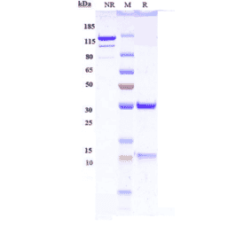 SDS-PAGE - Anti-IL-13 Antibody [IMA-026] - Low endotoxin, Azide free (A324076) - Antibodies.com
