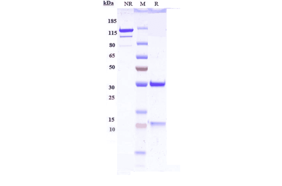 SDS-PAGE - Anti-IL-13 Antibody [IMA-026] - Low endotoxin, Azide free (A324076) - Antibodies.com