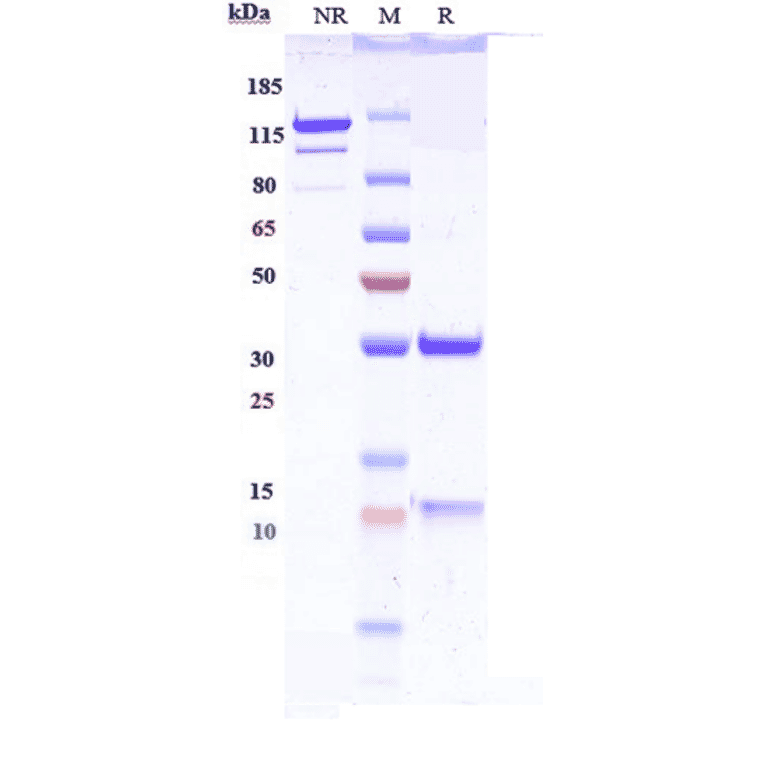 SDS-PAGE - Anti-IL-13 Antibody [IMA-026] - Low endotoxin, Azide free (A324076) - Antibodies.com