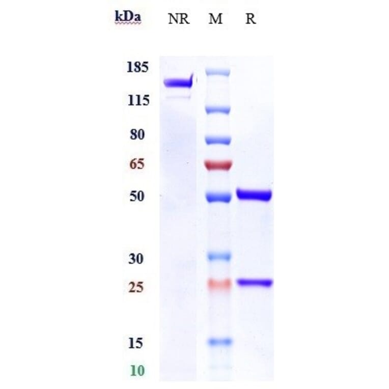 SDS-PAGE - Anti-IL-13 Receptor alpha 2 Antibody [Research Grade Biosimilar] - Low endotoxin, Azide free (A324078) - Antibodies.com