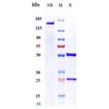 SDS-PAGE - Anti-IL-13 Receptor alpha 2 Antibody [Research Grade Biosimilar] - Low endotoxin, Azide free (A324078) - Antibodies.com