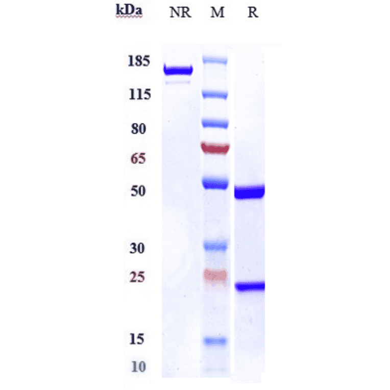 SDS-PAGE - Anti-IL-17A Antibody [Research Grade Biosimilar] - Low endotoxin, Azide free (A324080) - Antibodies.com