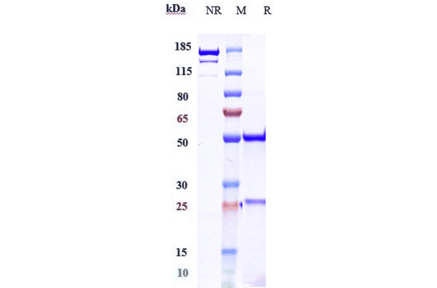 SDS-PAGE - Anti-IL-17A Antibody [CAT-2200] - Low endotoxin, Azide free (A324081) - Antibodies.com