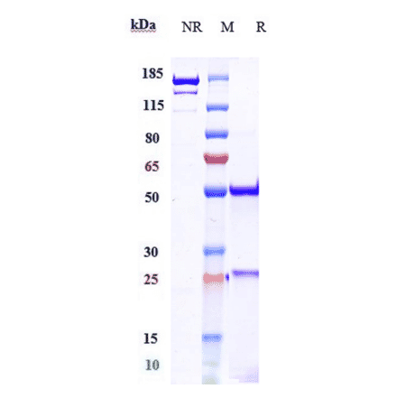 SDS-PAGE - Anti-IL-17A Antibody [CAT-2200] - Low endotoxin, Azide free (A324081) - Antibodies.com