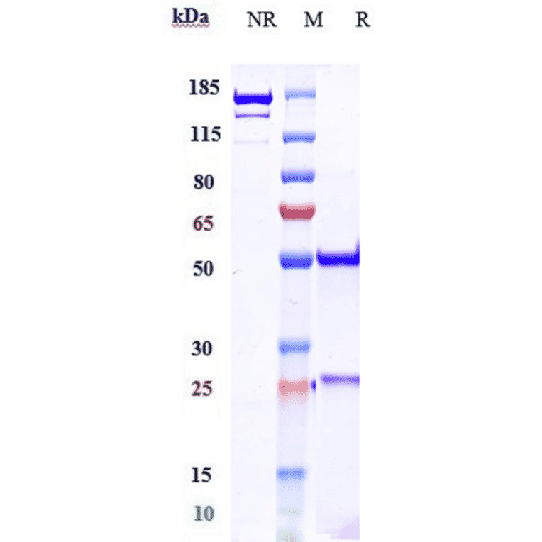 SDS-PAGE - Anti-IL-17A Antibody [CAT-2200] - Low endotoxin, Azide free (A324081) - Antibodies.com