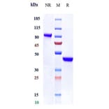 SDS-PAGE - Anti-IL-17A Antibody [SY18-VHH-11] - Low endotoxin, Azide free (A324082) - Antibodies.com