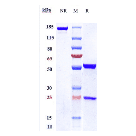 SDS-PAGE - Anti-IL-18 Antibody [GSK 1070806] - Low endotoxin, Azide free (A324084) - Antibodies.com