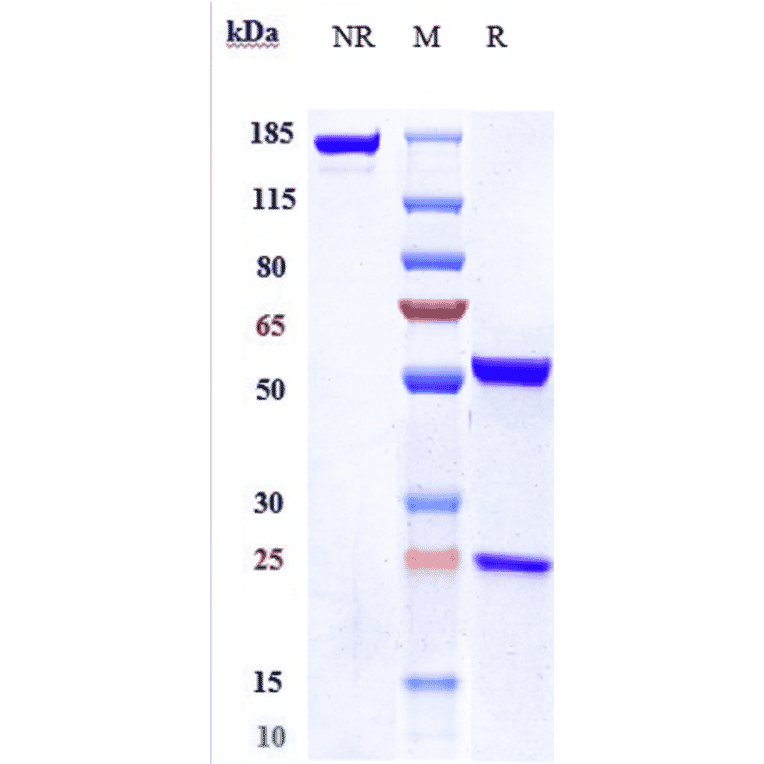 SDS-PAGE - Anti-IL-18 Antibody [GSK 1070806] - Low endotoxin, Azide free (A324084) - Antibodies.com