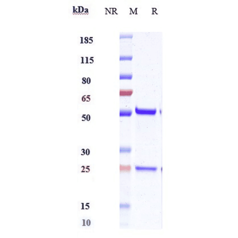 SDS-PAGE - Anti-IL-18 Antibody [ABT-325] - Low endotoxin, Azide free (A324085) - Antibodies.com