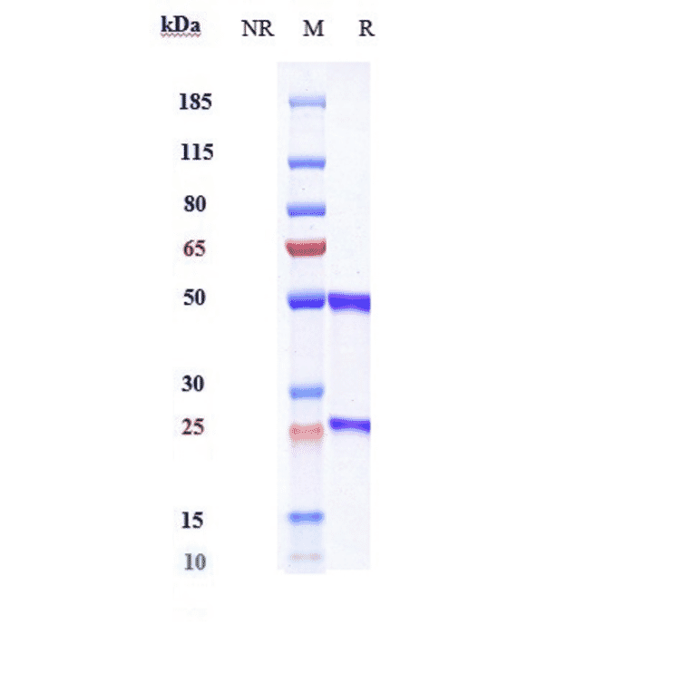 SDS-PAGE - Anti-IL-20 Antibody [Research Grade Biosimilar] - Low endotoxin, Azide free (A324086) - Antibodies.com