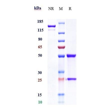 SDS-PAGE - Anti-IL-20R1 Antibody [Research Grade Biosimilar] - Low endotoxin, Azide free (A324087) - Antibodies.com