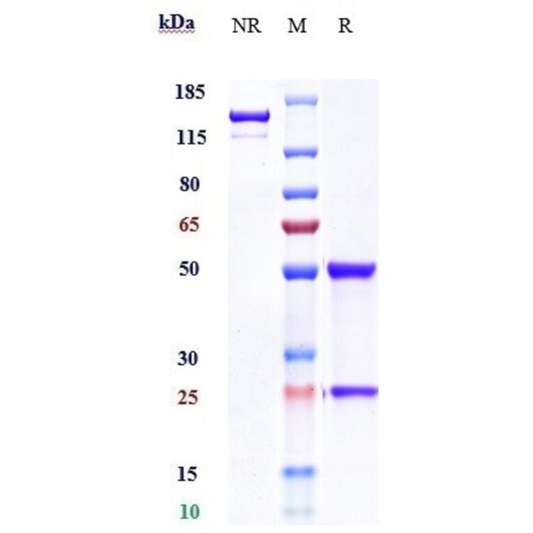 SDS-PAGE - Anti-IL-20R1 Antibody [Research Grade Biosimilar] - Low endotoxin, Azide free (A324087) - Antibodies.com