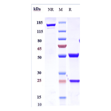 SDS-PAGE - Anti-IL-21 Antibody [Research Grade Biosimilar] - Low endotoxin, Azide free (A324088) - Antibodies.com