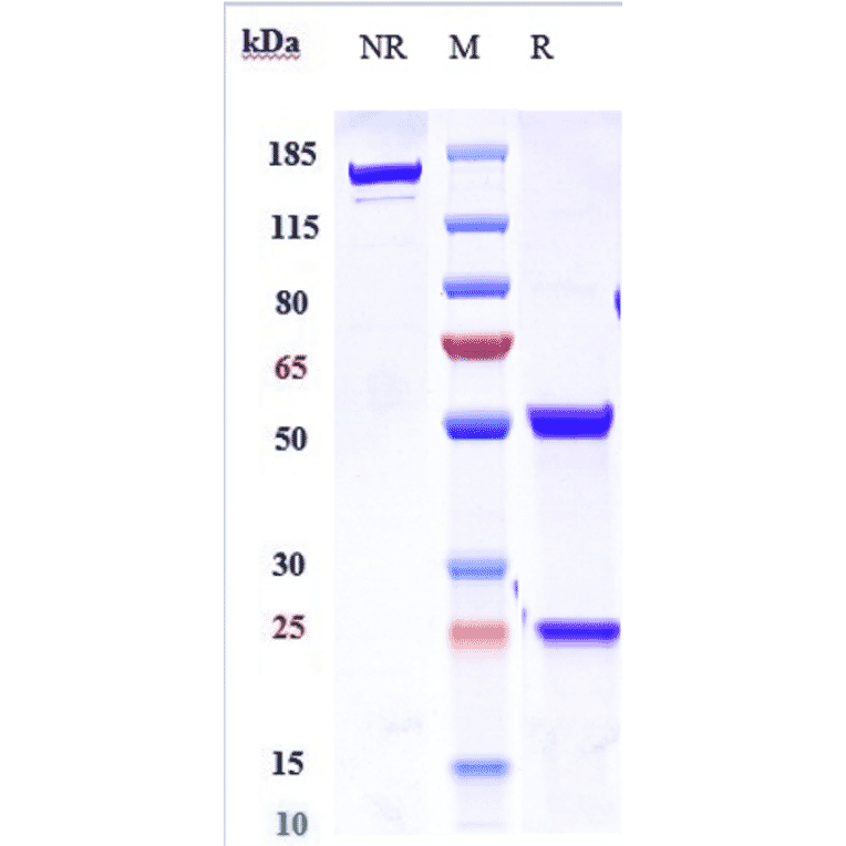 SDS-PAGE - Anti-IL-21 Antibody [Research Grade Biosimilar] - Low endotoxin, Azide free (A324088) - Antibodies.com