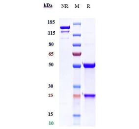 SDS-PAGE - Anti-IL-22RA1 Antibody [ARGX-112] - Low endotoxin, Azide free (A324089) - Antibodies.com