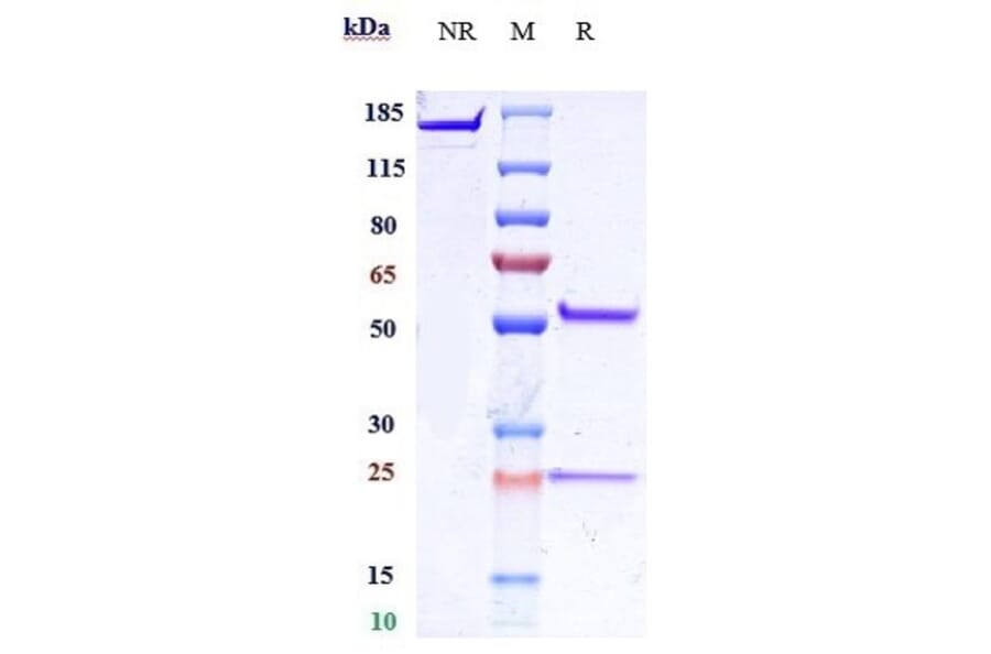 SDS-PAGE - Anti-IL-25 Antibody [Research Grade Biosimilar] - Low endotoxin, Azide free (A324091) - Antibodies.com
