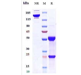 SDS-PAGE - Anti-IL3RA/CD123 Antibody [SGN-CD123A] - Low endotoxin, Azide free (A324092) - Antibodies.com