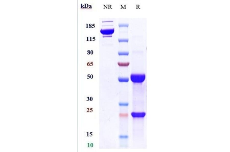 SDS-PAGE - Anti-IL3RA/CD123 Antibody [SGN-CD123A] - Low endotoxin, Azide free (A324092) - Antibodies.com