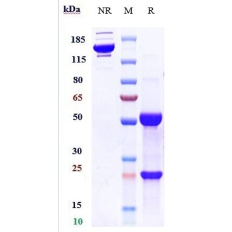 SDS-PAGE - Anti-IL3RA/CD123 Antibody [SGN-CD123A] - Low endotoxin, Azide free (A324092) - Antibodies.com