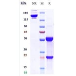 SDS-PAGE - Anti-IL3RA/CD123 Antibody [SGN-CD123A] - Low endotoxin, Azide free (A324092) - Antibodies.com