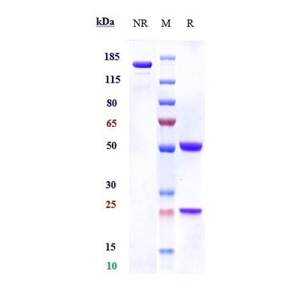 SDS-PAGE - Anti-IL-3RB Antibody [CSL311] - Low endotoxin, Azide free (A324093) - Antibodies.com