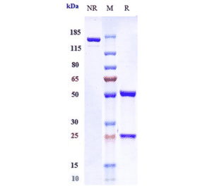 SDS-PAGE - Anti-IL-4R Antibody [MEDI2045] - Low endotoxin, Azide free (A324094) - Antibodies.com