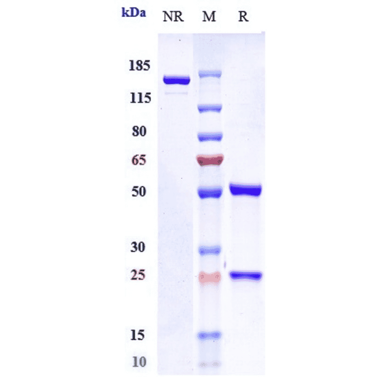 SDS-PAGE - Anti-IL-4R Antibody [MEDI2045] - Low endotoxin, Azide free (A324094) - Antibodies.com