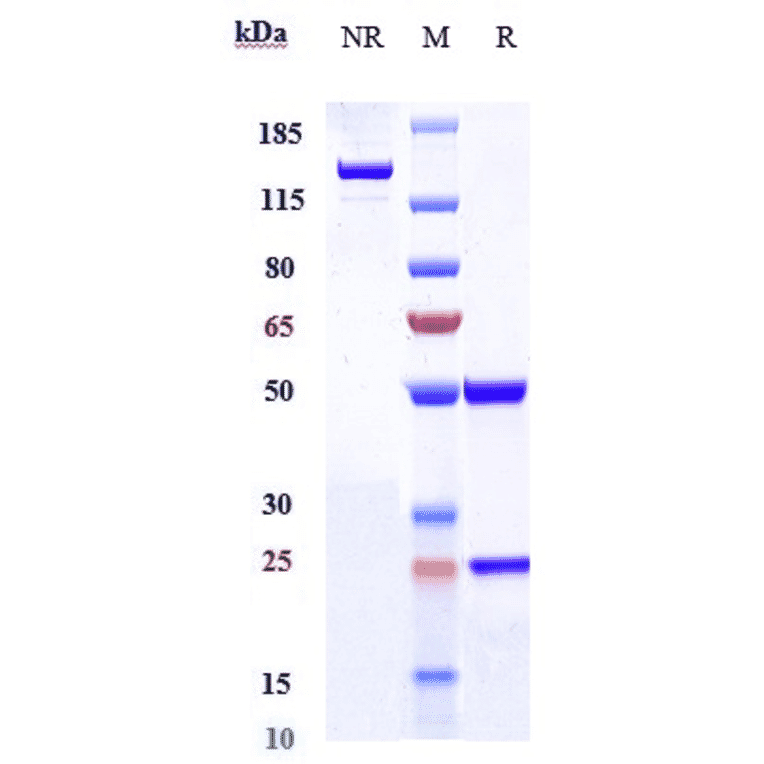 SDS-PAGE - Anti-IL-5 Antibody [Research Grade Biosimilar] - Low endotoxin, Azide free (A324095) - Antibodies.com