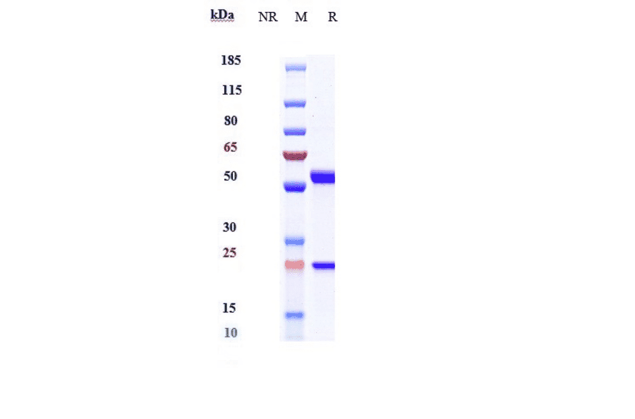 SDS-PAGE - Anti-IL-6 Antibody [Research Grade Biosimilar] - Low endotoxin, Azide free (A324096) - Antibodies.com