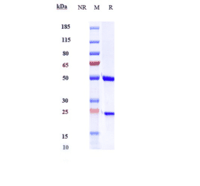 SDS-PAGE - Anti-IL-6 Antibody [Research Grade Biosimilar] - Low endotoxin, Azide free (A324098) - Antibodies.com