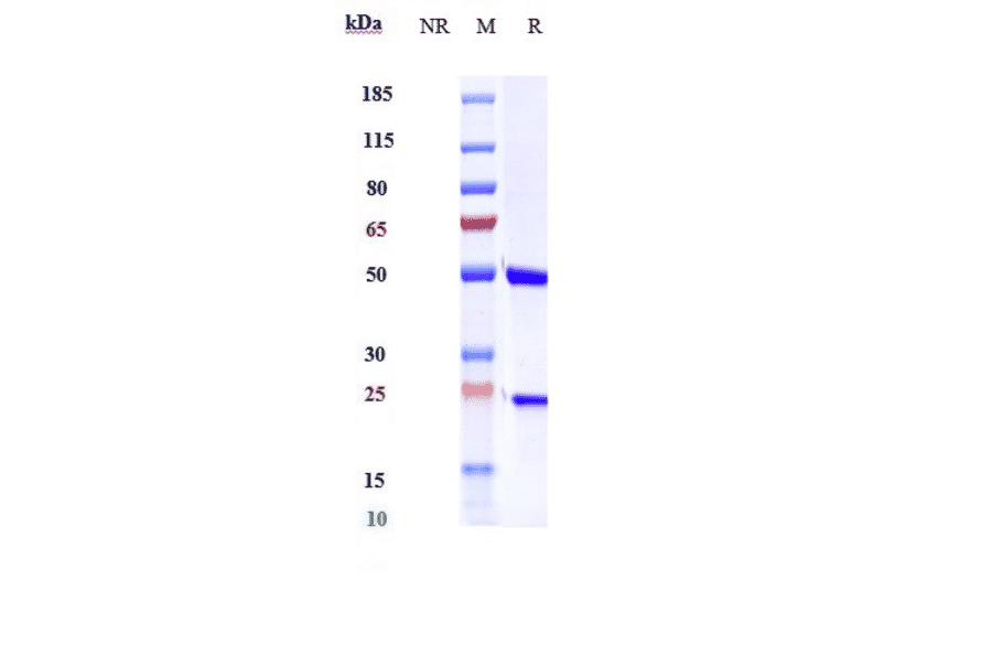 SDS-PAGE - Anti-IL-6 Antibody [Research Grade Biosimilar] - Low endotoxin, Azide free (A324098) - Antibodies.com