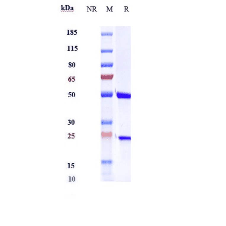 SDS-PAGE - Anti-IL-6 Antibody [Research Grade Biosimilar] - Low endotoxin, Azide free (A324098) - Antibodies.com