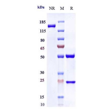 SDS-PAGE - Anti-IL-6 Antibody [Research Grade Biosimilar] - Low endotoxin, Azide free (A324099) - Antibodies.com