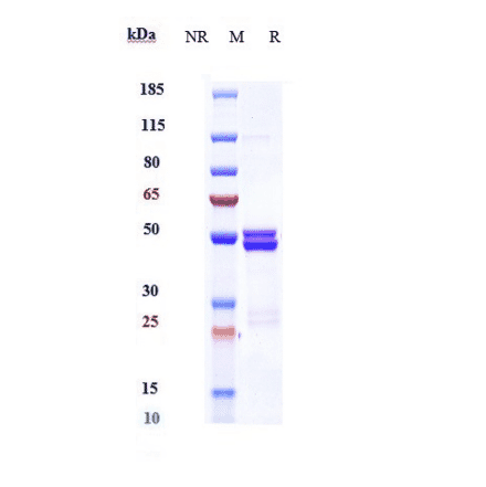 SDS-PAGE - Anti-IL-6 Antibody [MEDI 5117] - Low endotoxin, Azide free (A324100) - Antibodies.com