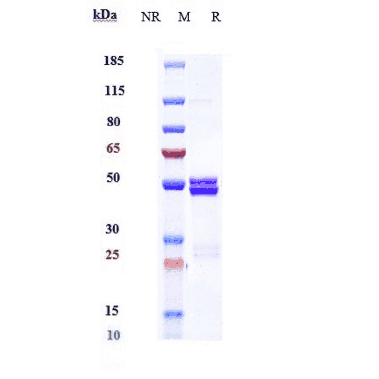 SDS-PAGE - Anti-IL-6 Antibody [MEDI 5117] - Low endotoxin, Azide free (A324100) - Antibodies.com