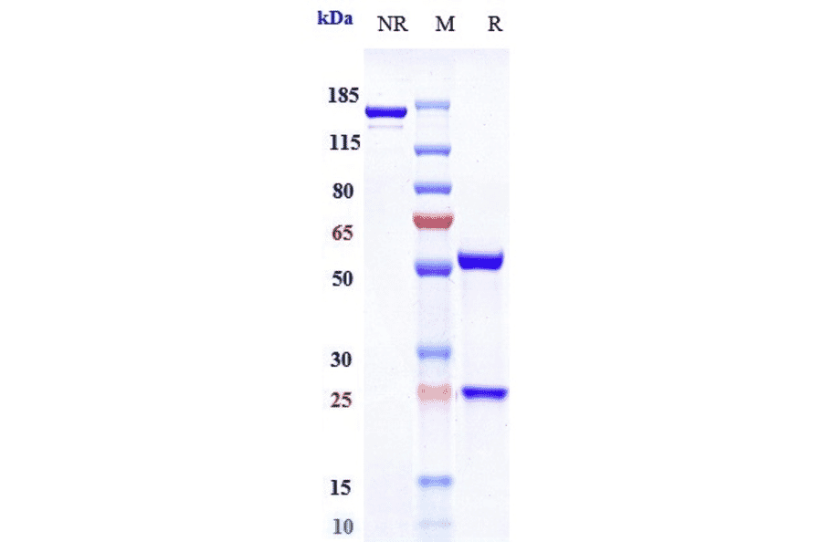 SDS-PAGE - Anti-IL-6R Antibody [APX007] - Low endotoxin, Azide free (A324101) - Antibodies.com