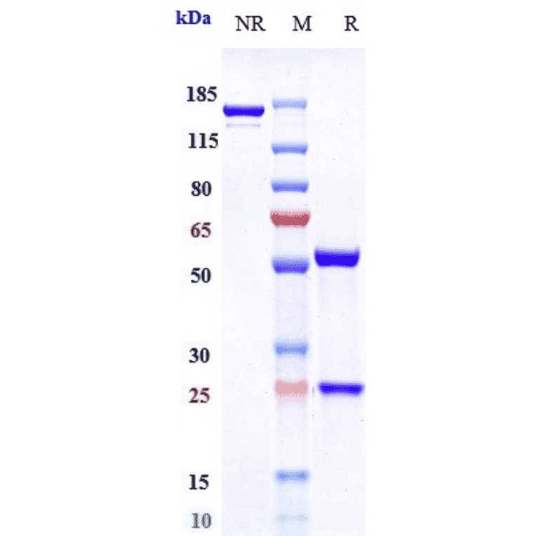 SDS-PAGE - Anti-IL-6R Antibody [APX007] - Low endotoxin, Azide free (A324101) - Antibodies.com