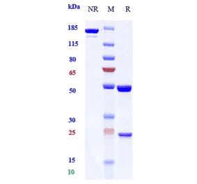 SDS-PAGE - Anti-IL-8 Antibody [Research Grade Biosimilar] - Low endotoxin, Azide free (A324102) - Antibodies.com