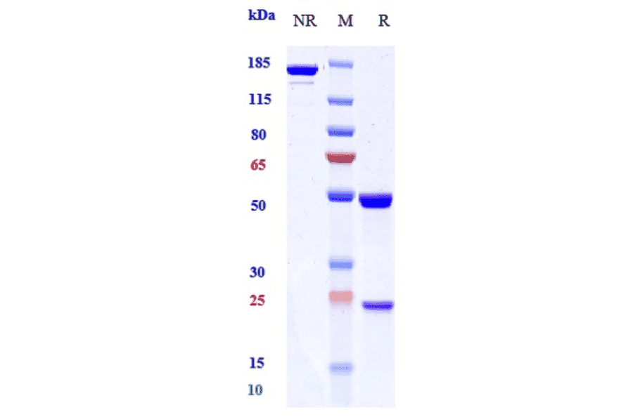 SDS-PAGE - Anti-IL-8 Antibody [Research Grade Biosimilar] - Low endotoxin, Azide free (A324102) - Antibodies.com