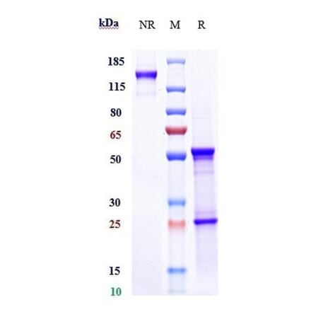 SDS-PAGE - Anti-IL-8 Antibody [Research Grade Biosimilar] - Low endotoxin, Azide free (A324103) - Antibodies.com