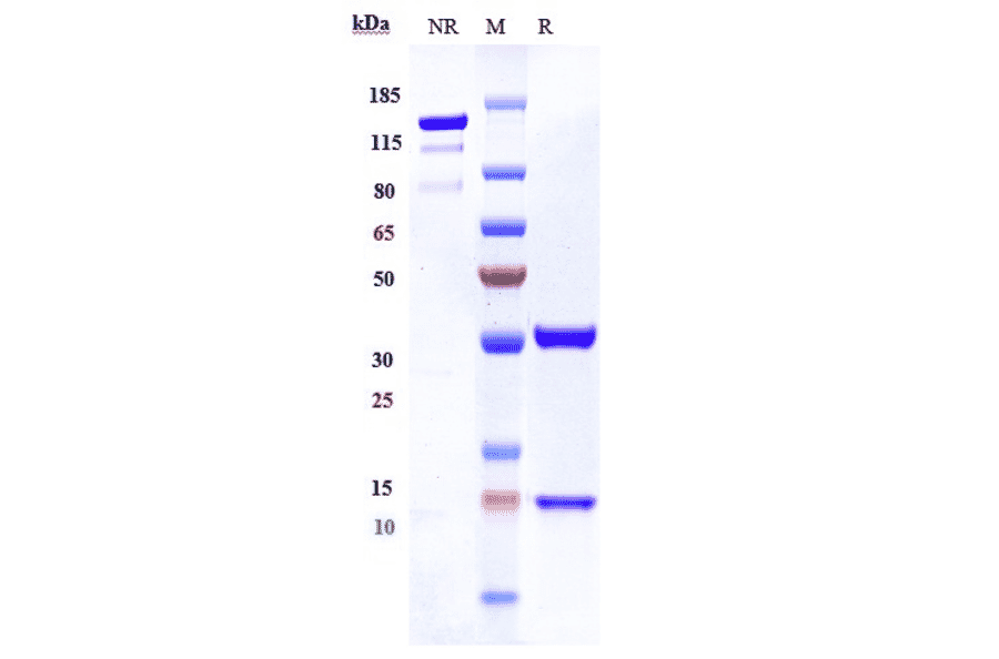 SDS-PAGE - Anti-IL-8 Antibody [ABX-IL8] - Low endotoxin, Azide free (A324104) - Antibodies.com